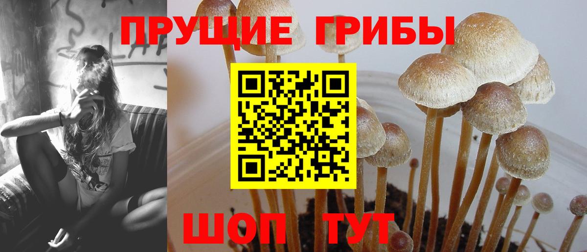 закладки  Псилоцибиновые грибы мицелий  Вход с VPN  Ивантеевка 
